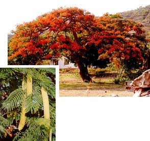Flamboyant or Poinciana.Antigua Flora