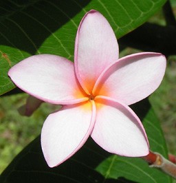 Frangipani,Antigua Flora