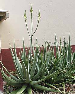 Antigua flora: Aloes are very green