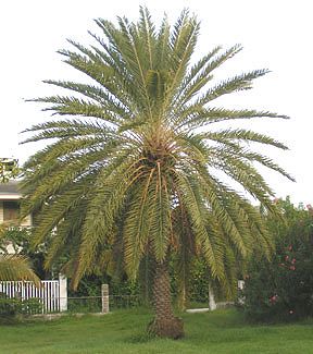 Date Palm - Antigua Flora