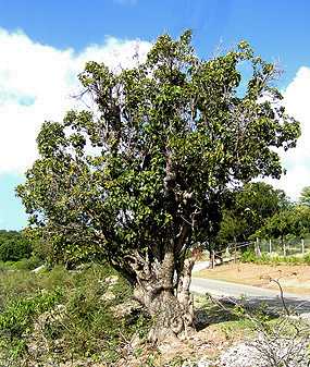 Loblolly tree,Antigua Flora