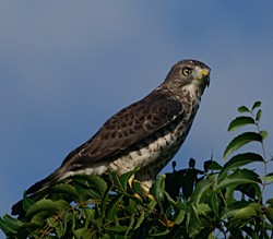 Chicken Hawk, Antigua Fauna