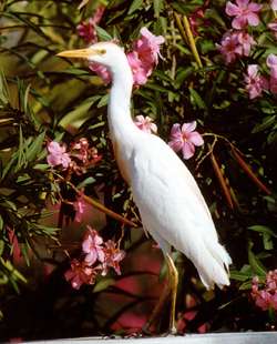 Antigua Birds: Cattle Egret.