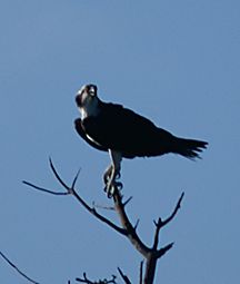 Osprey,Antigua Birds