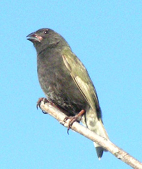 Black-faced Grassquit - Antigua Birds
