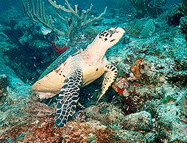 Hawksbill turtle - Antigua