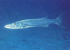 Antigua Sea Life: Barracuda.