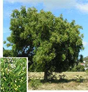 Neem Tree, Flora