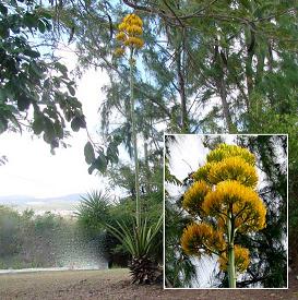 Antigua & Barbuda Horticultural Society,Antiguaï¿½s National Flower - The Agave