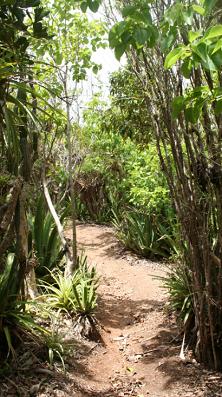 the pathways on the lookout trail